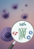 Mast cells